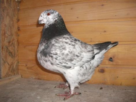 galamb_173_medium.jpg galamb_173_medium.jpg