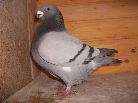 galamb_178_medium.jpg galamb_178_medium.jpg