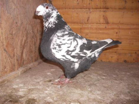galamb_206_medium.jpg galamb_206_medium.jpg