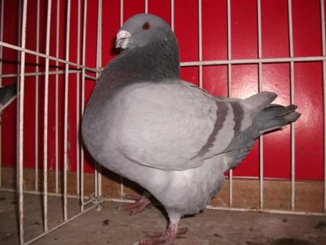 galambok_026_medium.jpg
